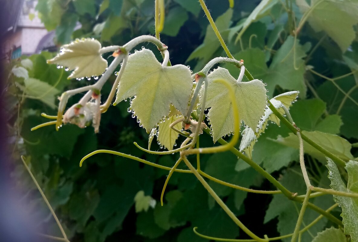 Детали природы - Роман Савоцкий