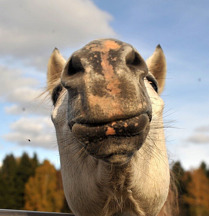 Надменная улыбка Ворона  ну почти до ушей... )) - Владимир Хиль