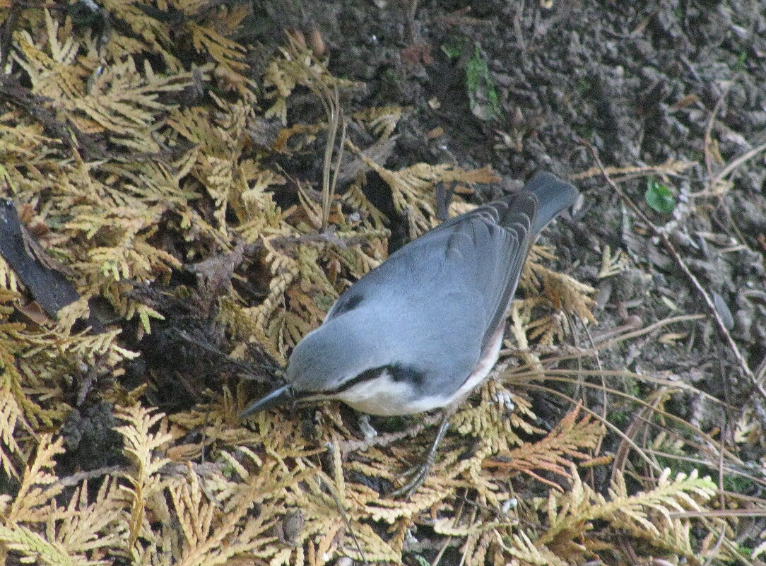 Поползень прилетел - Людмила Смородинская