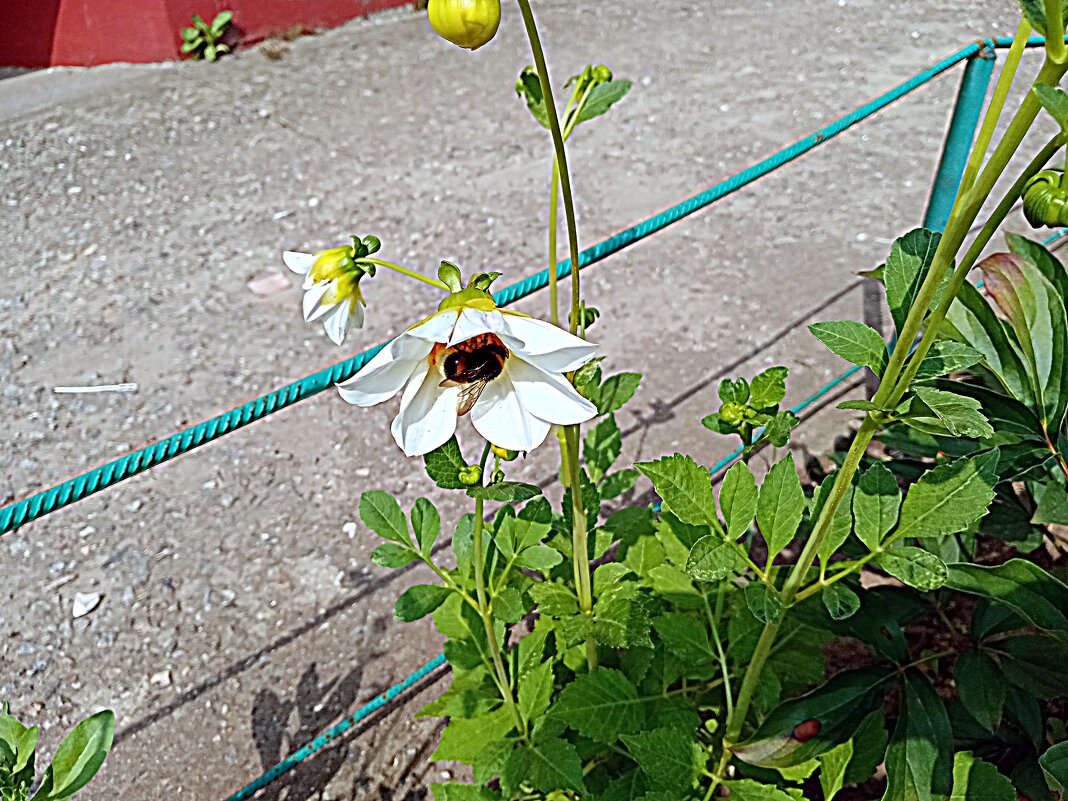 Цветы. - Владимир Драгунский