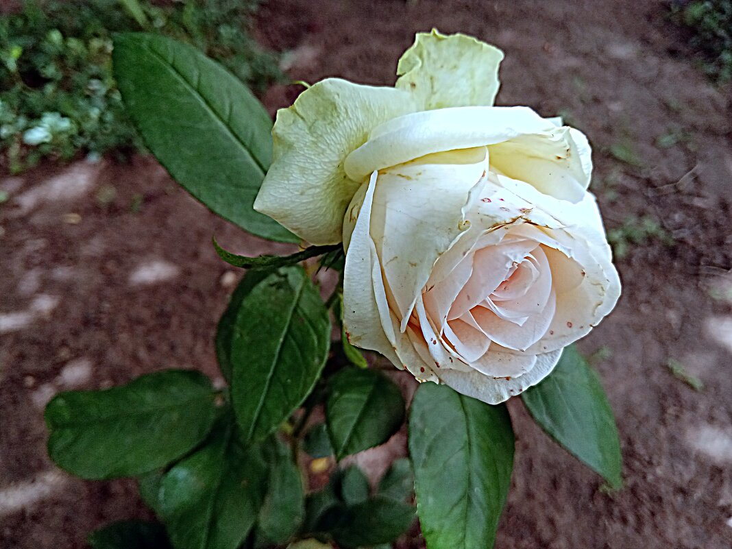 Цветы. - Владимир Драгунский