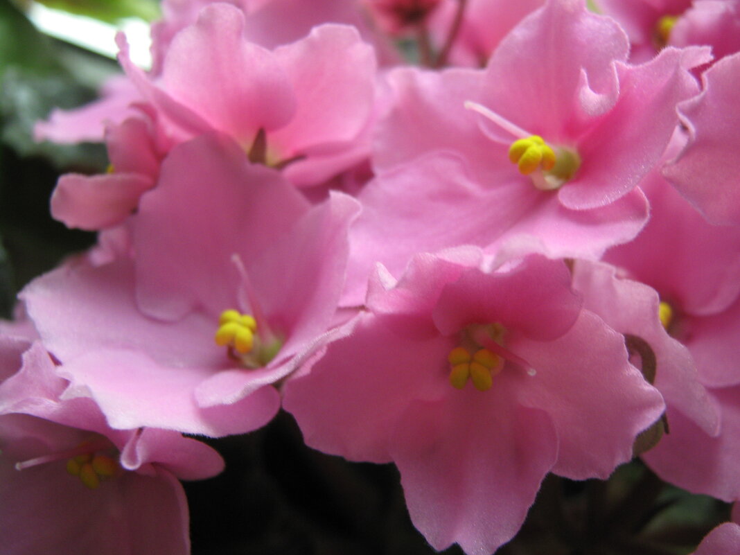 В розовых тонах - Елена Семигина