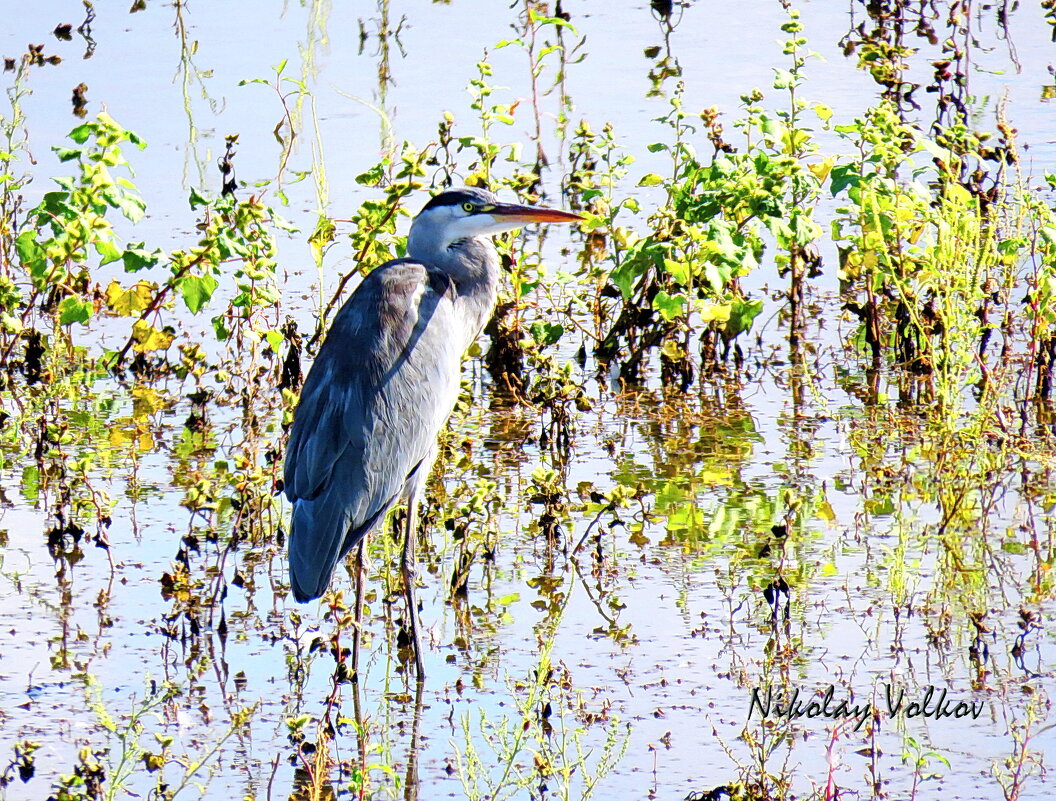 Серая цапля - Николай Волков