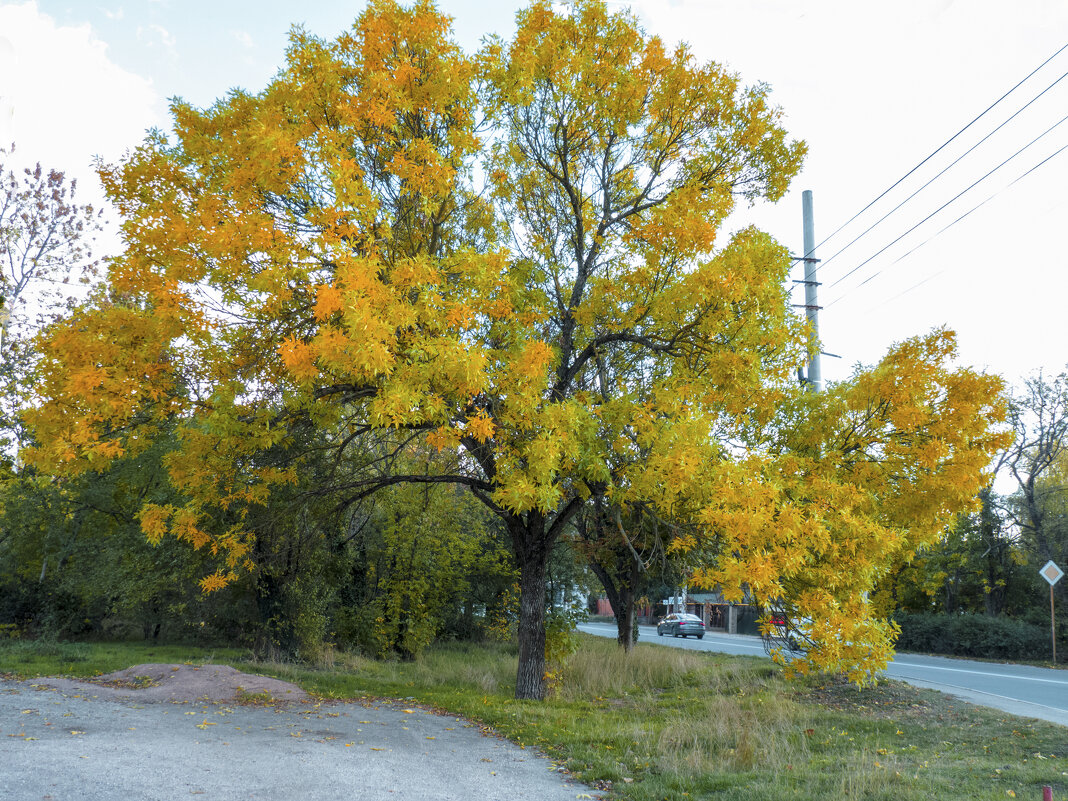 Королева осени - Валентин Семчишин Королева осени - Валентин Семчишин