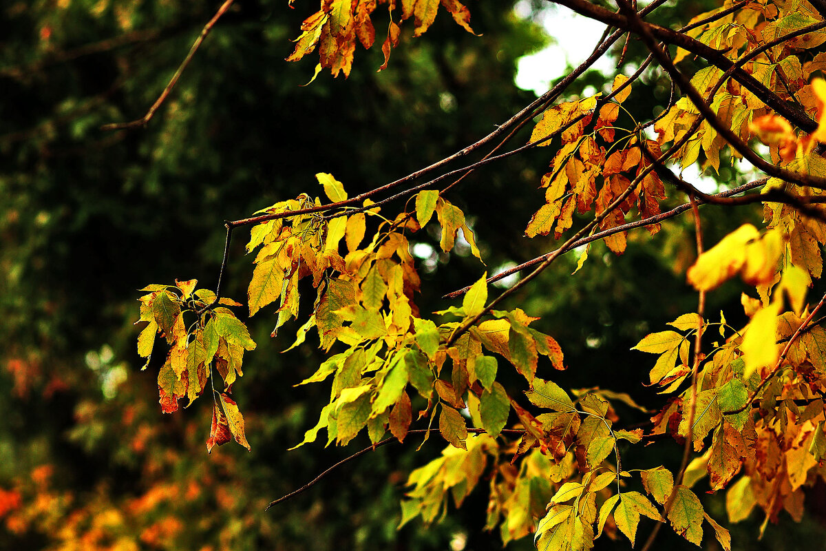 Листики - Юрий Гайворонскiий