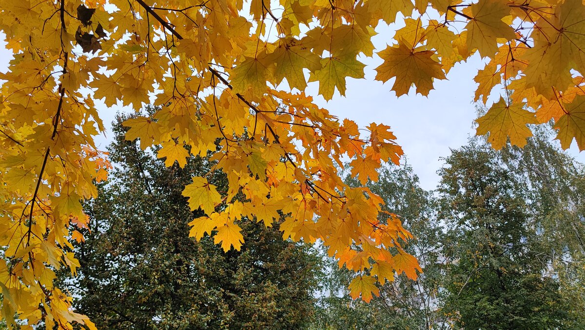 ,,, - Сергей Тимоновский