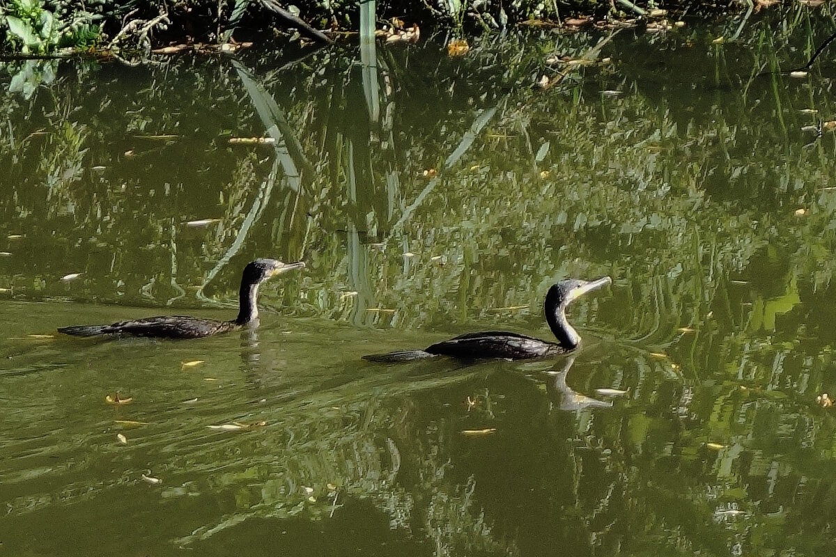 Большой баклан - Рита Симонова Большой баклан - Рита Симонова