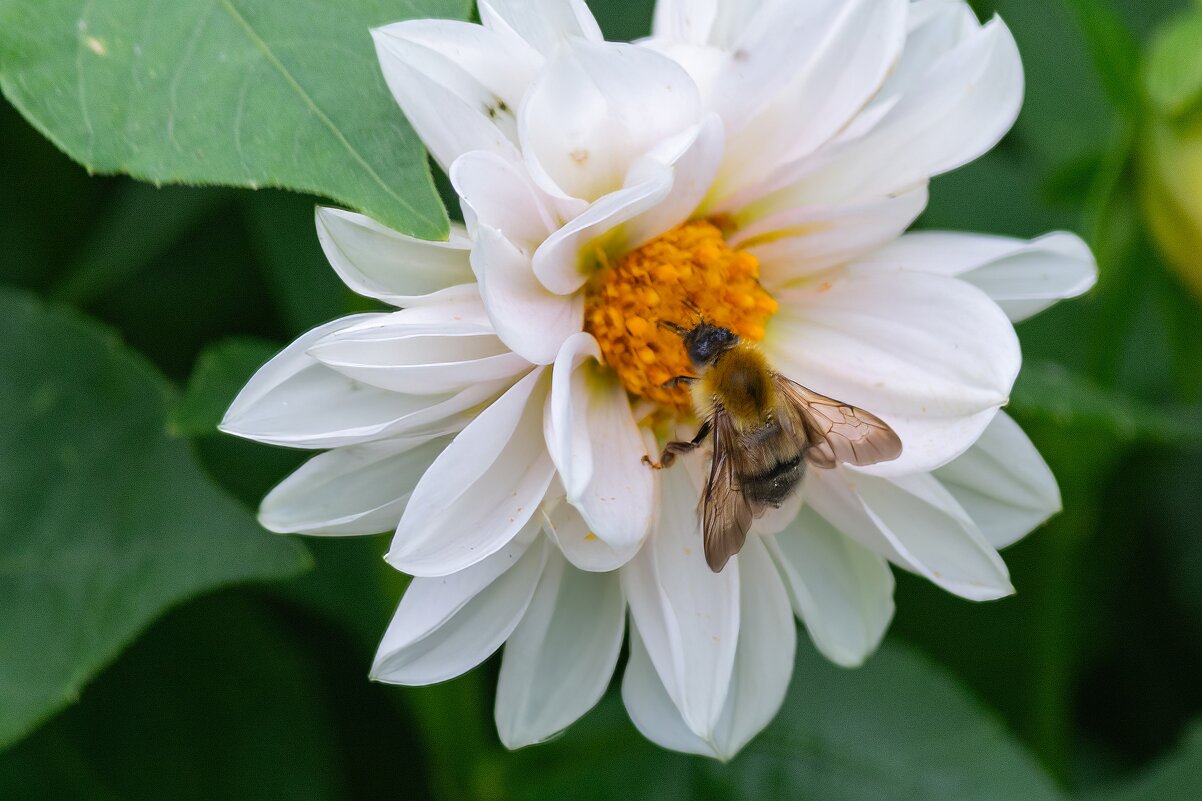 *** - Виктор Иванович Чернюк