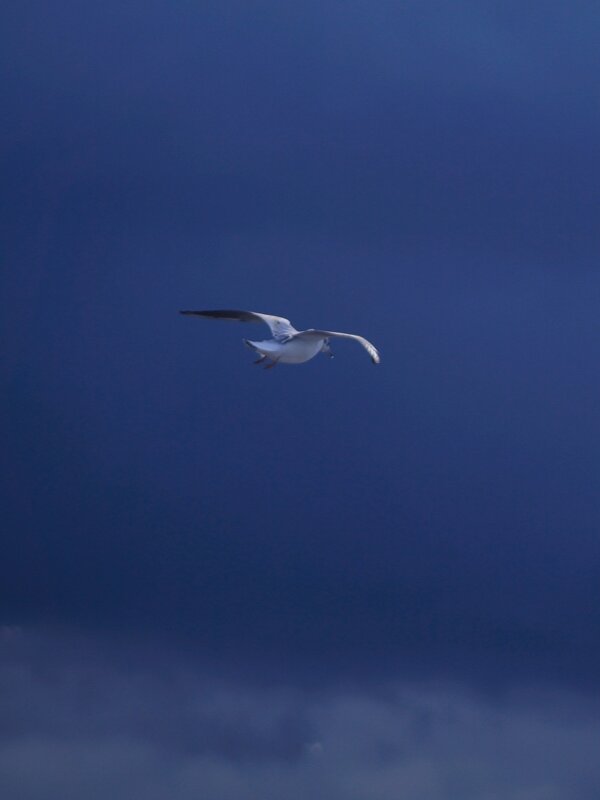 Чайка на море - Tanya Nikorovskaya