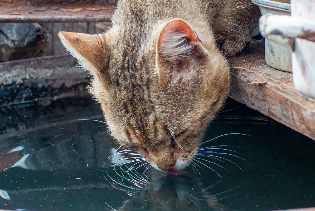 Жажда - Владимир Иванович