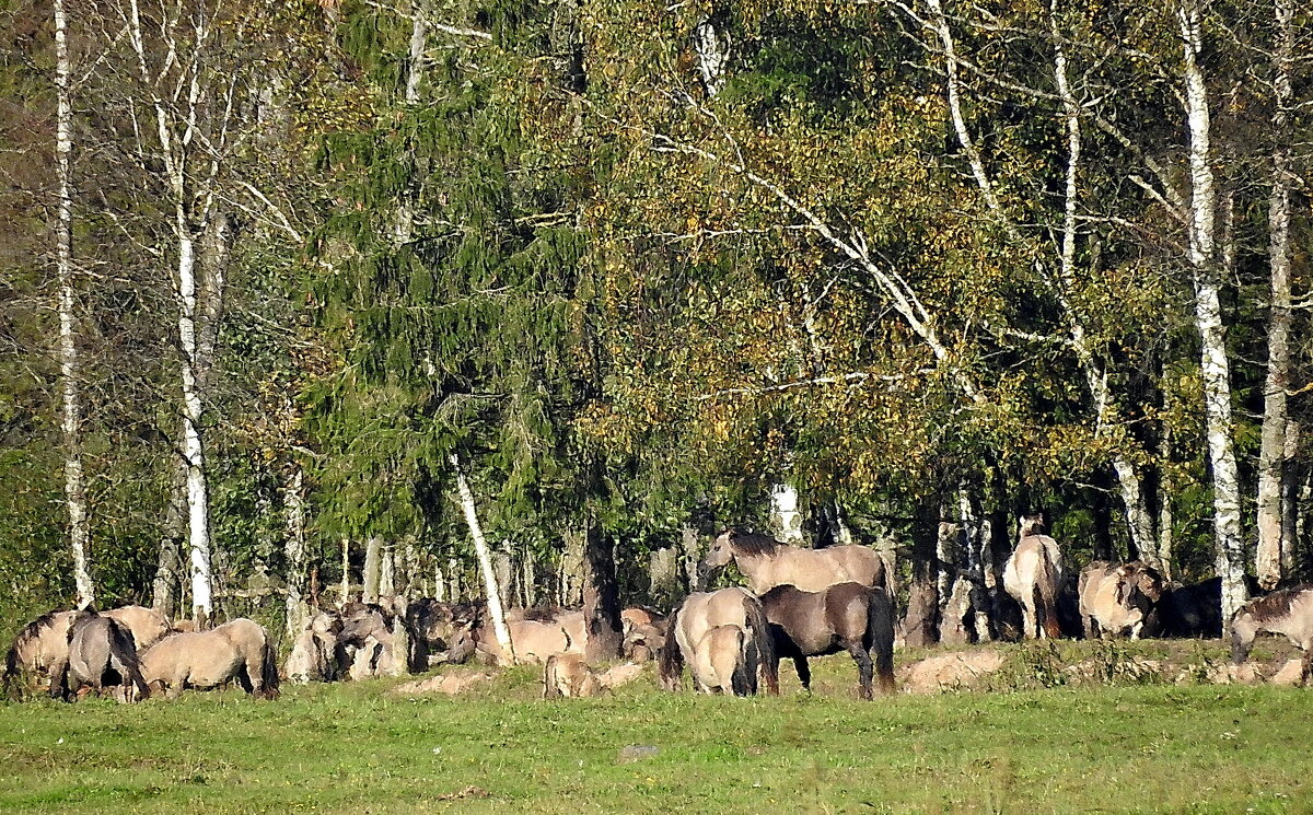 дикий мир осенью - ИННА ПОРОХОВА