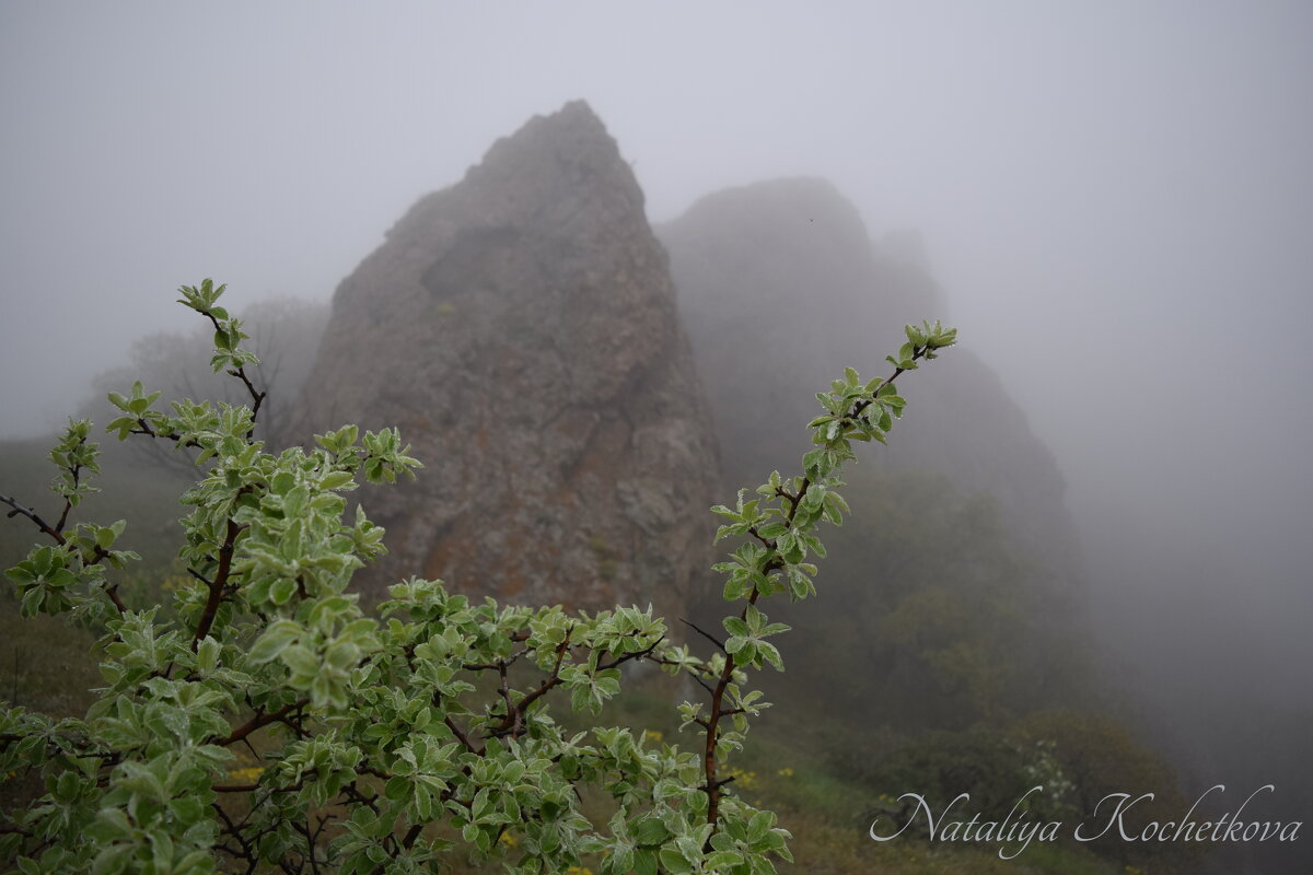 Природа Крыма - Amazing Cosmea