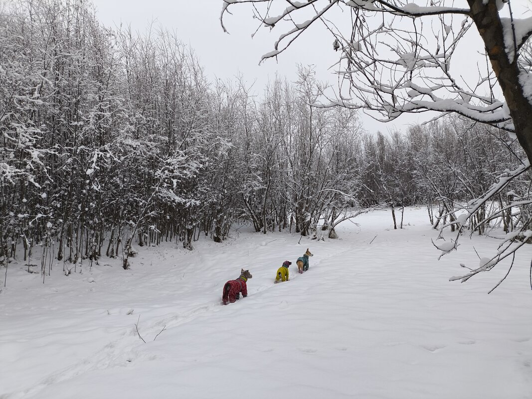 Зимние прогулки - Anna Ivanova