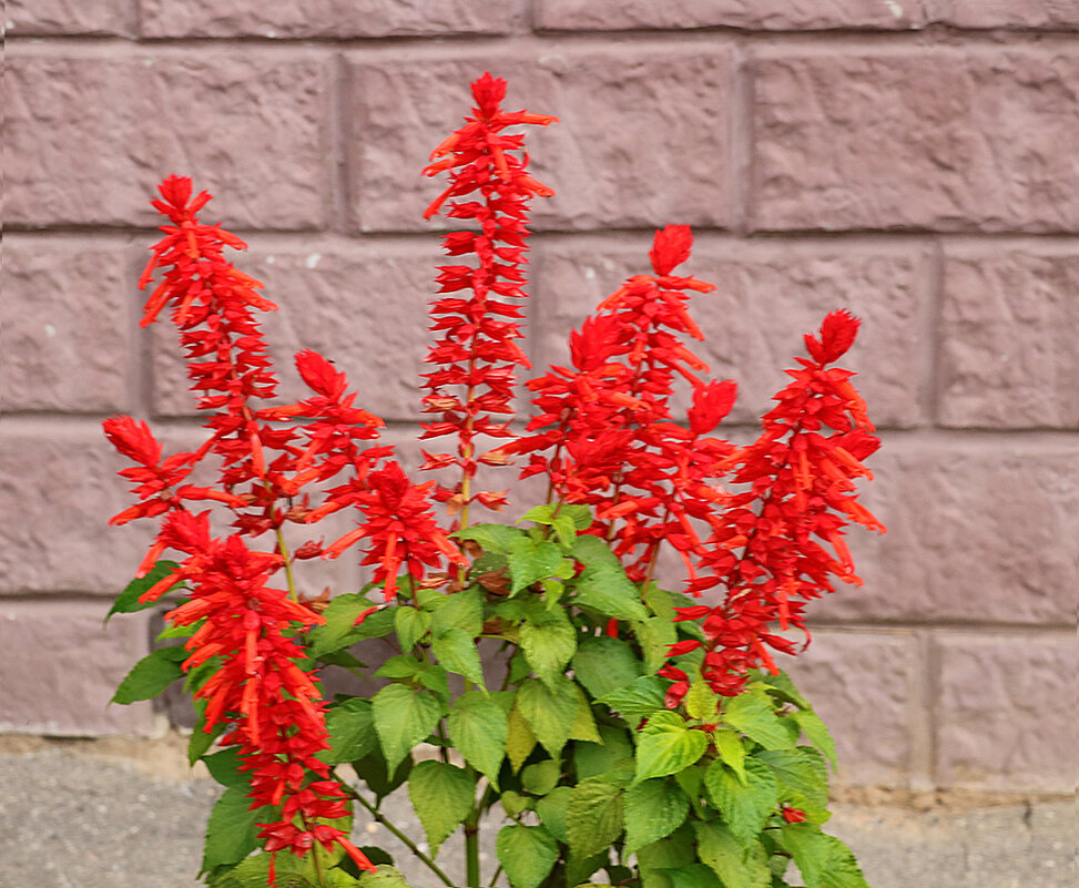Цветы у дома - Сальвия красная - Светлана 