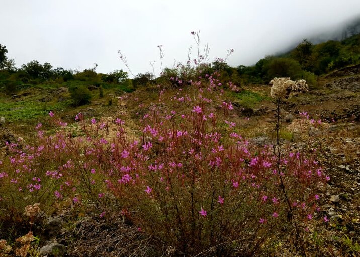 На границе с Абхазией - Tata Wolf