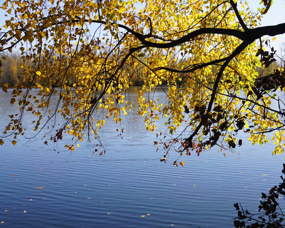 Ветка Осени - Наталия Григорьева