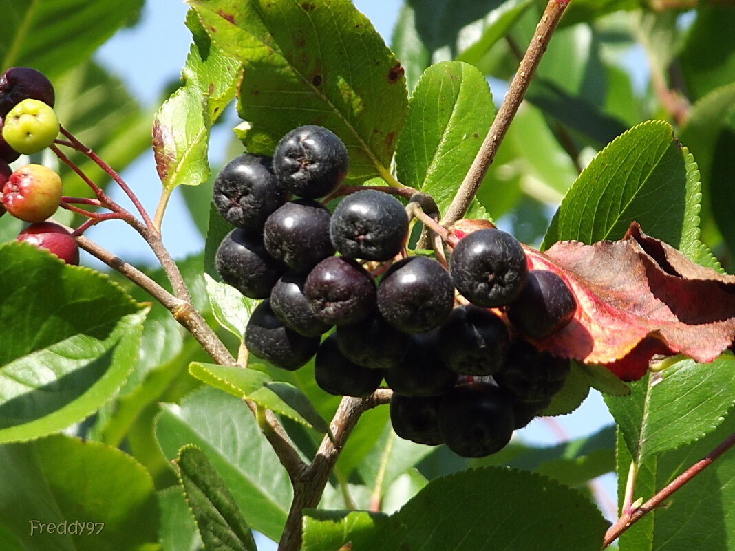 Черноплодная рябина - Freddy 97