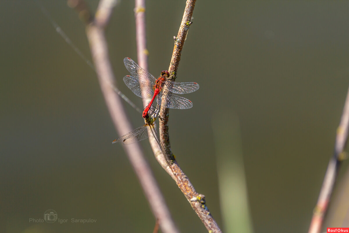 Sympetrum sanguineum - Игорь Сарапулов