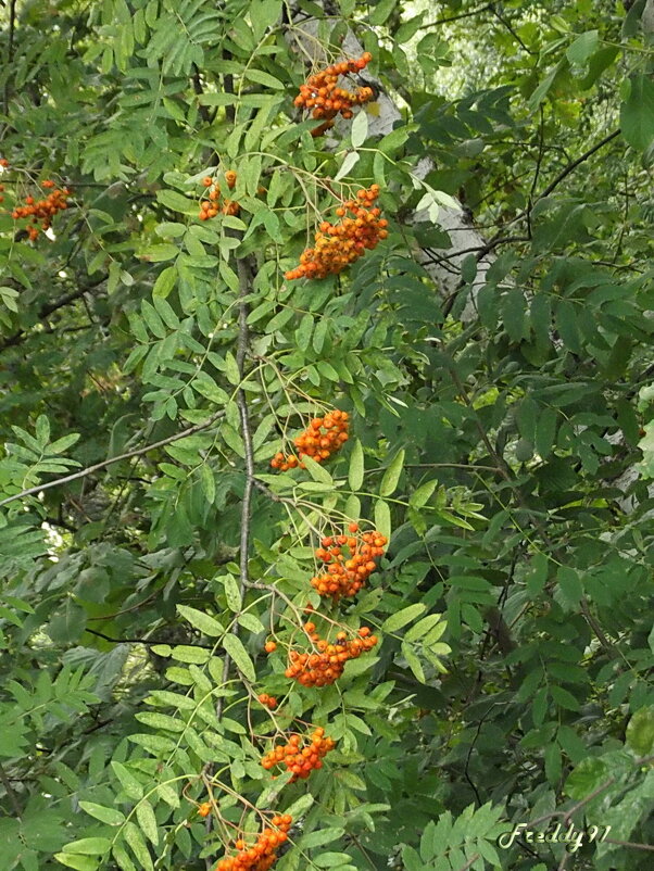 Рябинушка - Freddy 97