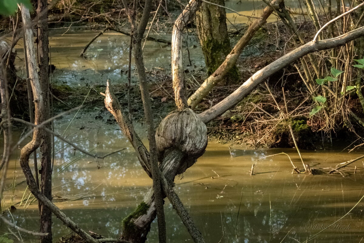 О ветках и деревьях... - Николай Гирш О ветках и деревьях... - Николай Гирш