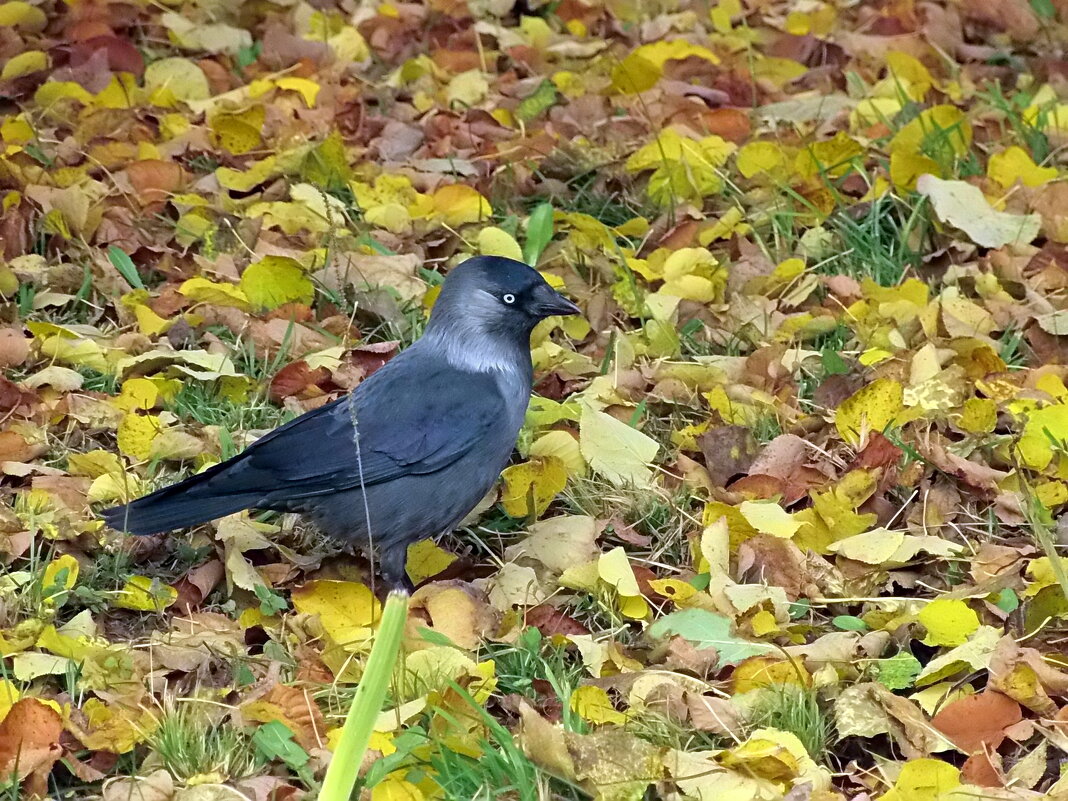 На ковре из жёлтых листьев... - Елена 