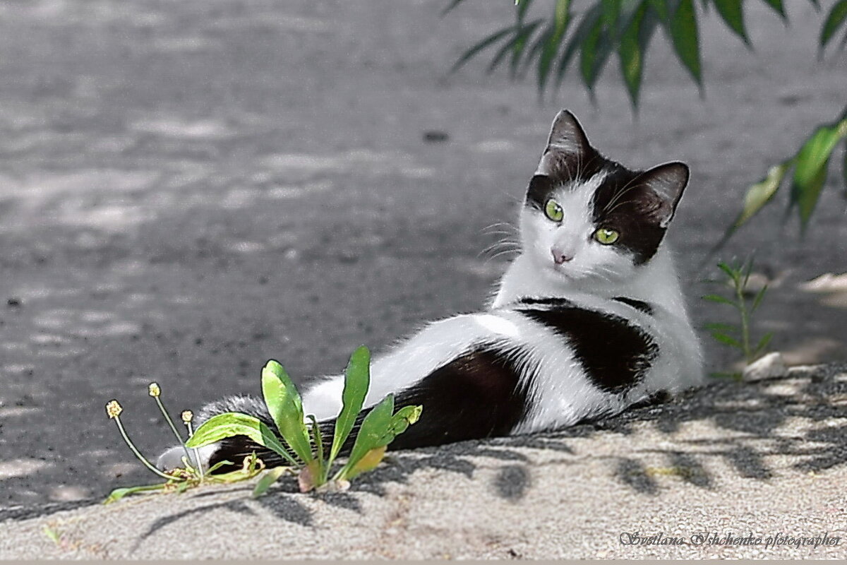 Кошечка- арлекин - Светлана Ищенко