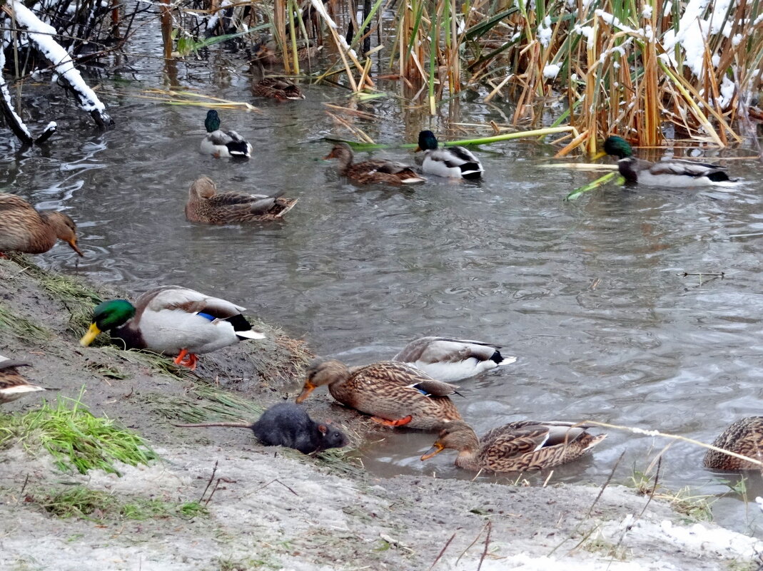 Гадкий утенок - Maria Rainer