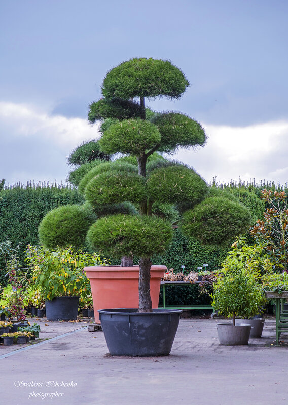 Японская сосна - Светлана Ищенко
