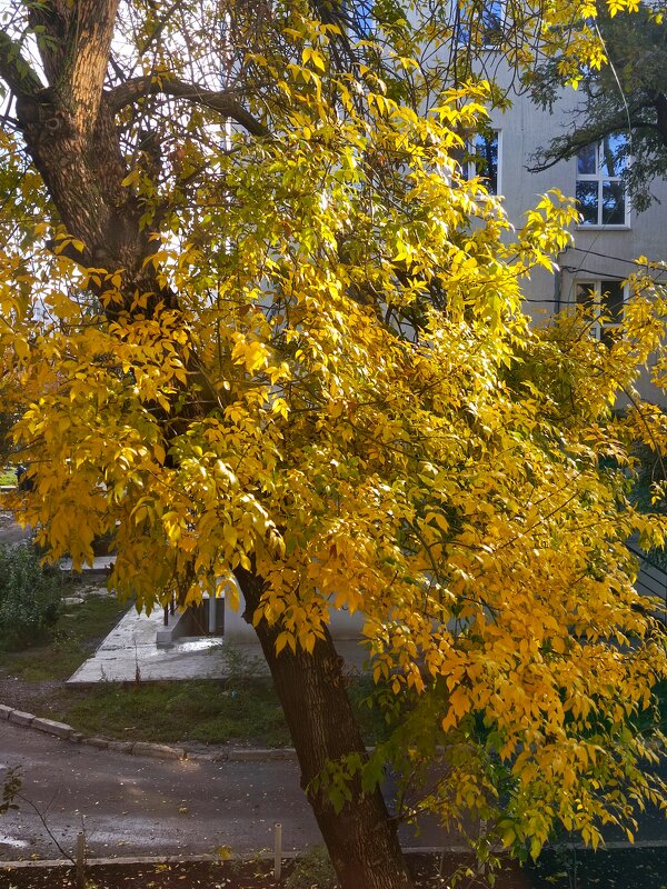 Осень 2025 - Татьяна Пальчикова