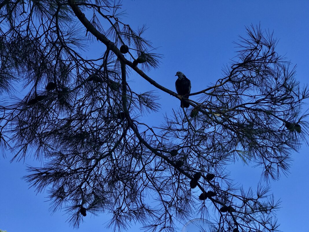 Голубь на ветке. - Любовь 