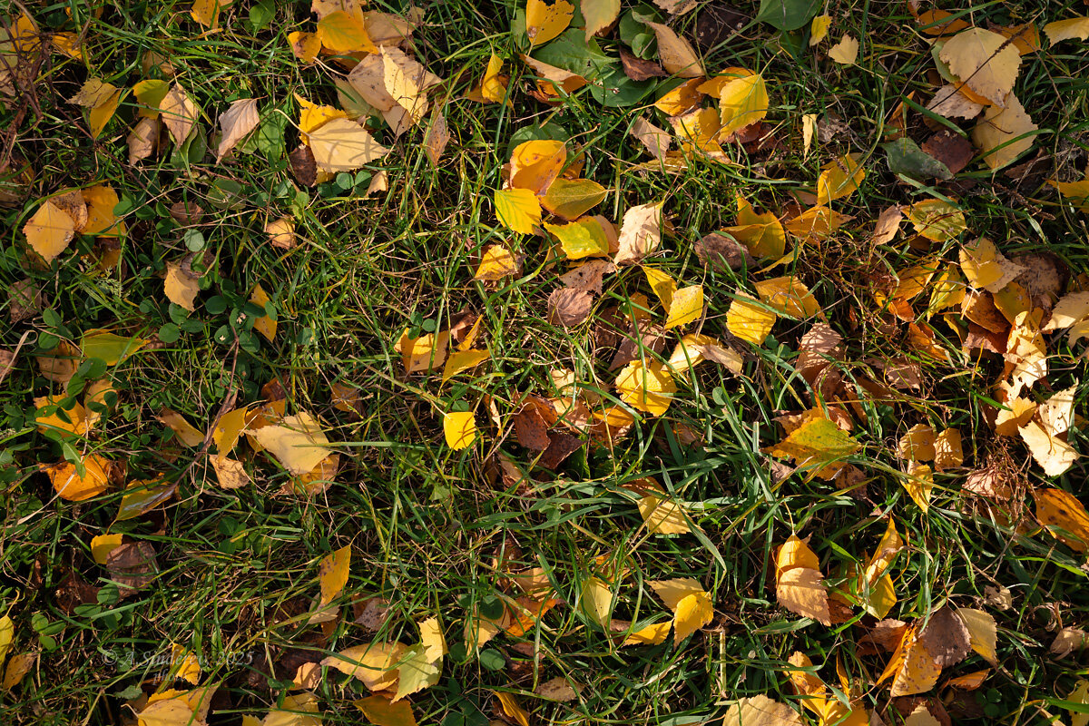 Опавшие листья берёзы - Александр Синдерёв
