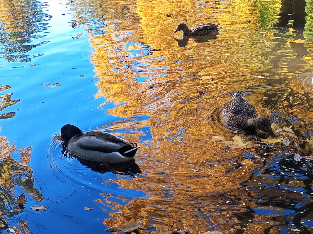 Утки - Сапсан 