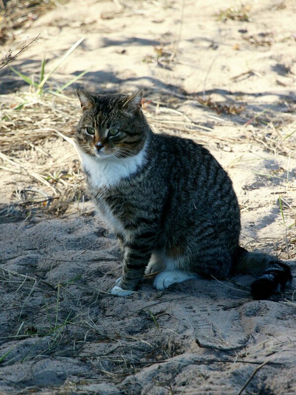 *** - Наталья Герасимова