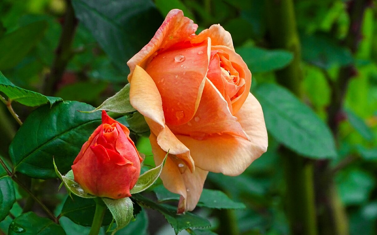 Розы в октябре. - Милешкин Владимир Алексеевич 