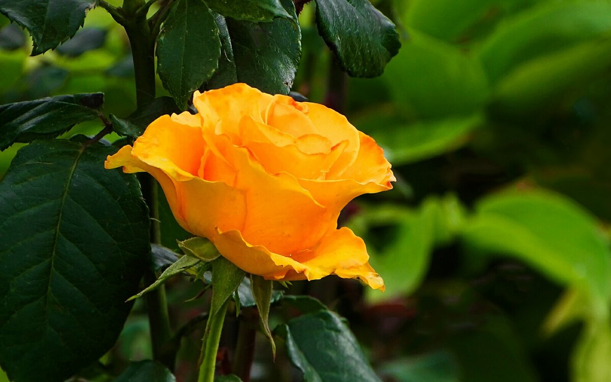 Роза в октябре. - Милешкин Владимир Алексеевич 