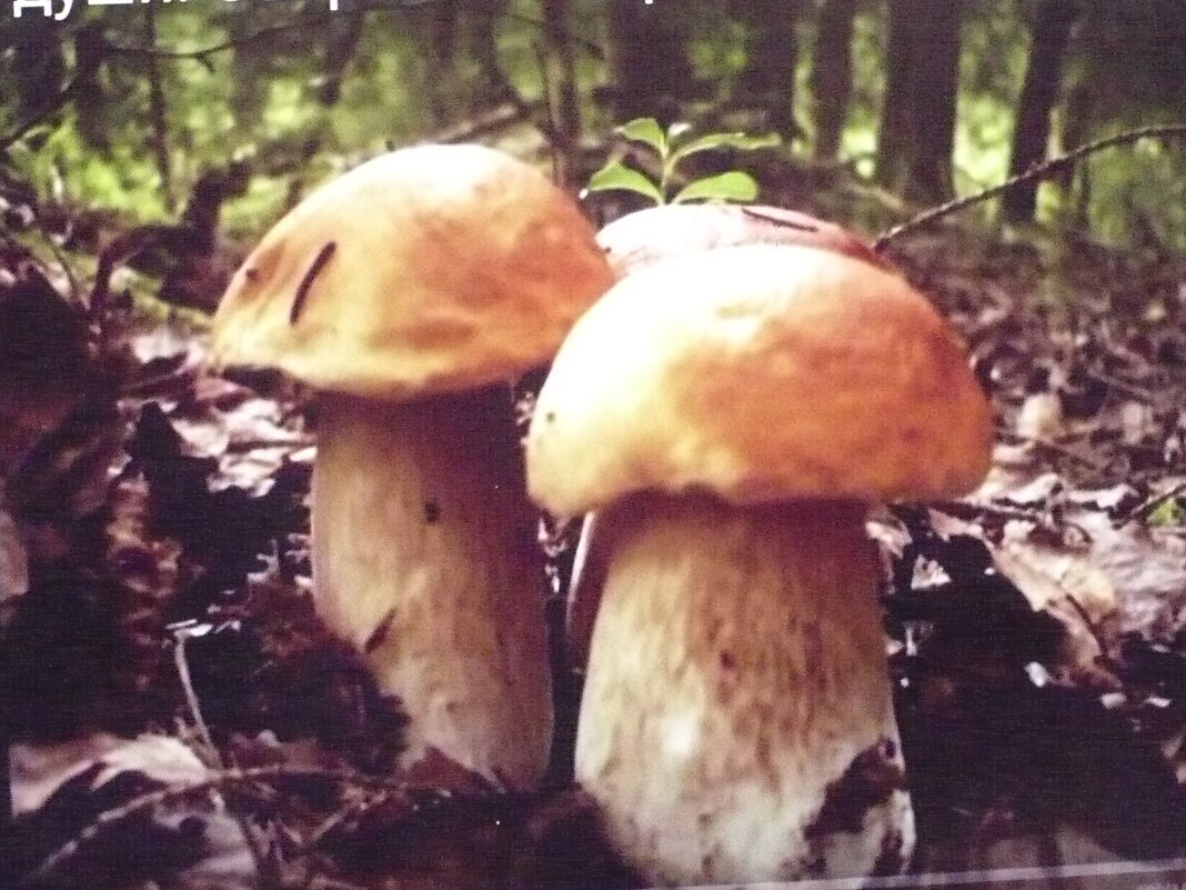 ВСТРЕЧА...:) - Валерий Кокорев