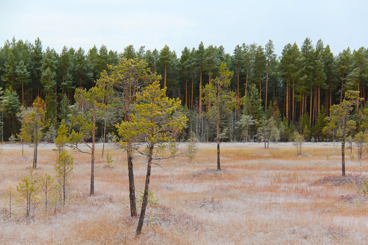 Нарымские болота - Сергей Никифоров