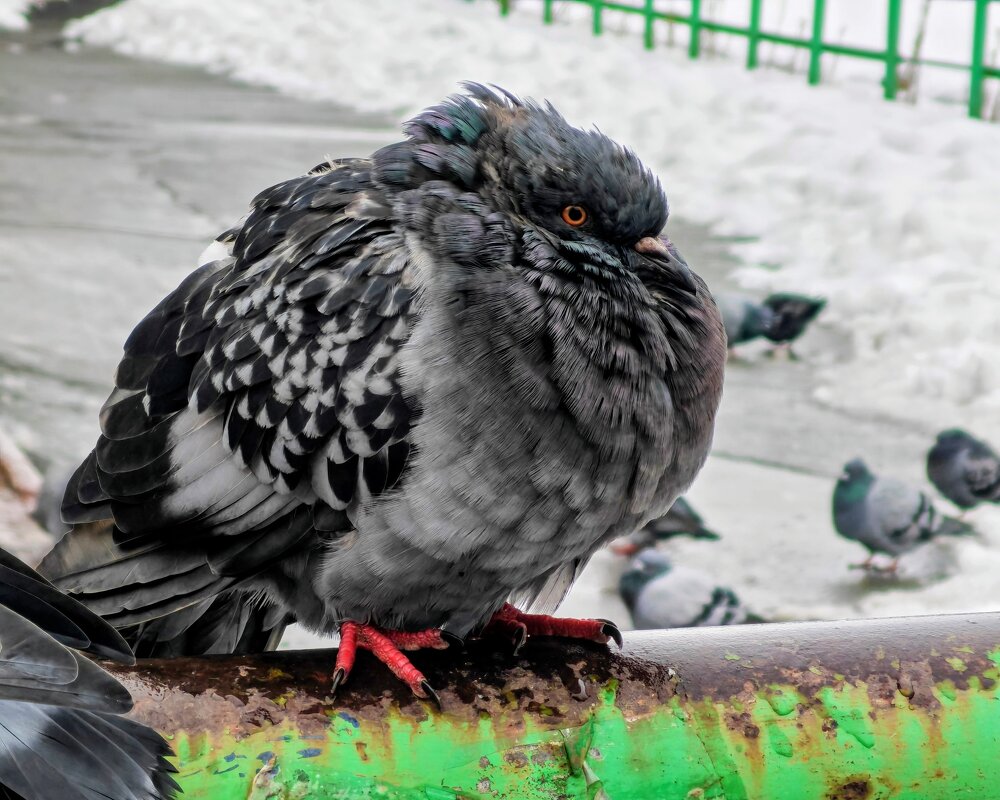 Замерз - Dmitry i Mary S