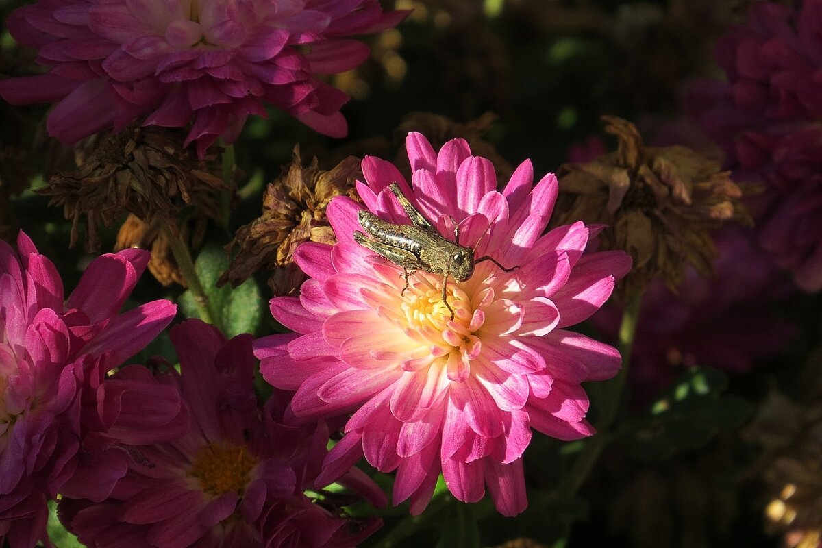 Не в траве и не зеленый ^__^ - Natali 