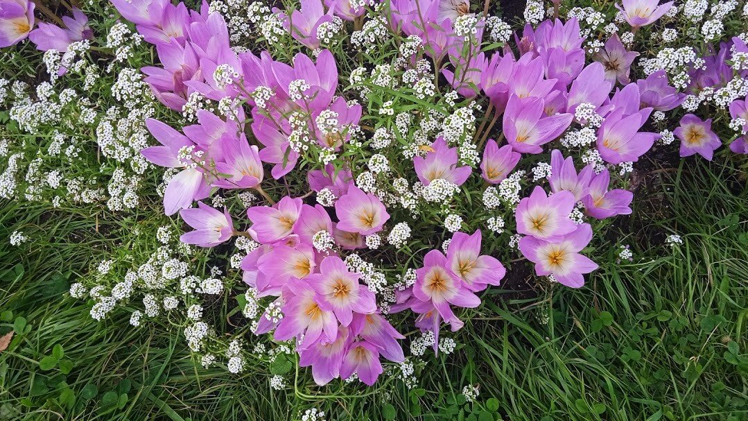 в парке - Елена Шаламова