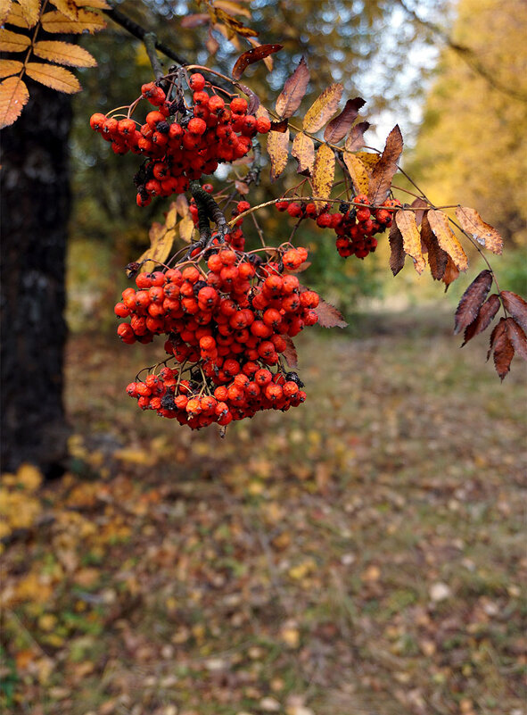 Поникшая - Лариса Корж