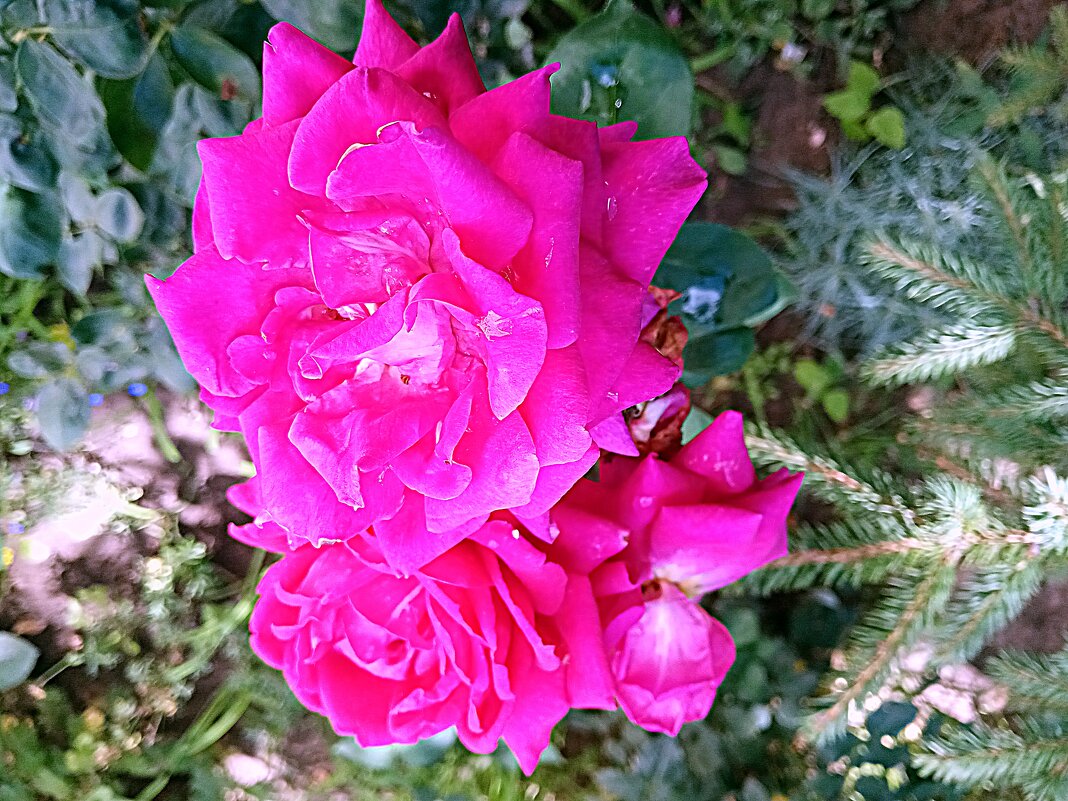 Цветы. - Владимир Драгунский