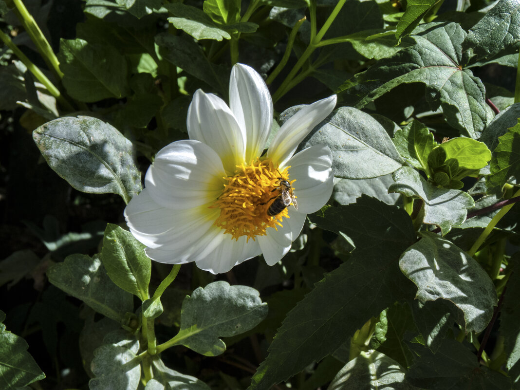 Белая  георгина - Валентин Семчишин