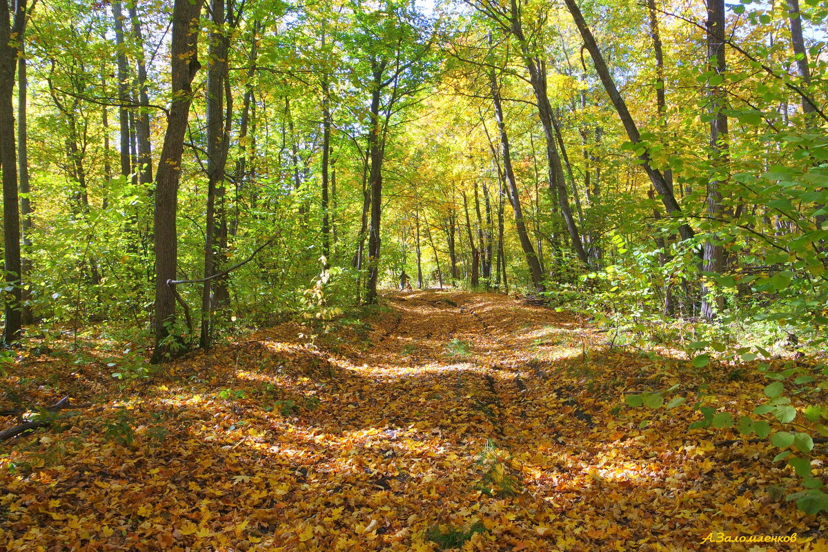 По лесным осенним тропинкам... - Андрей Заломленков По лесным осенним тропинкам... - Андрей Заломленков