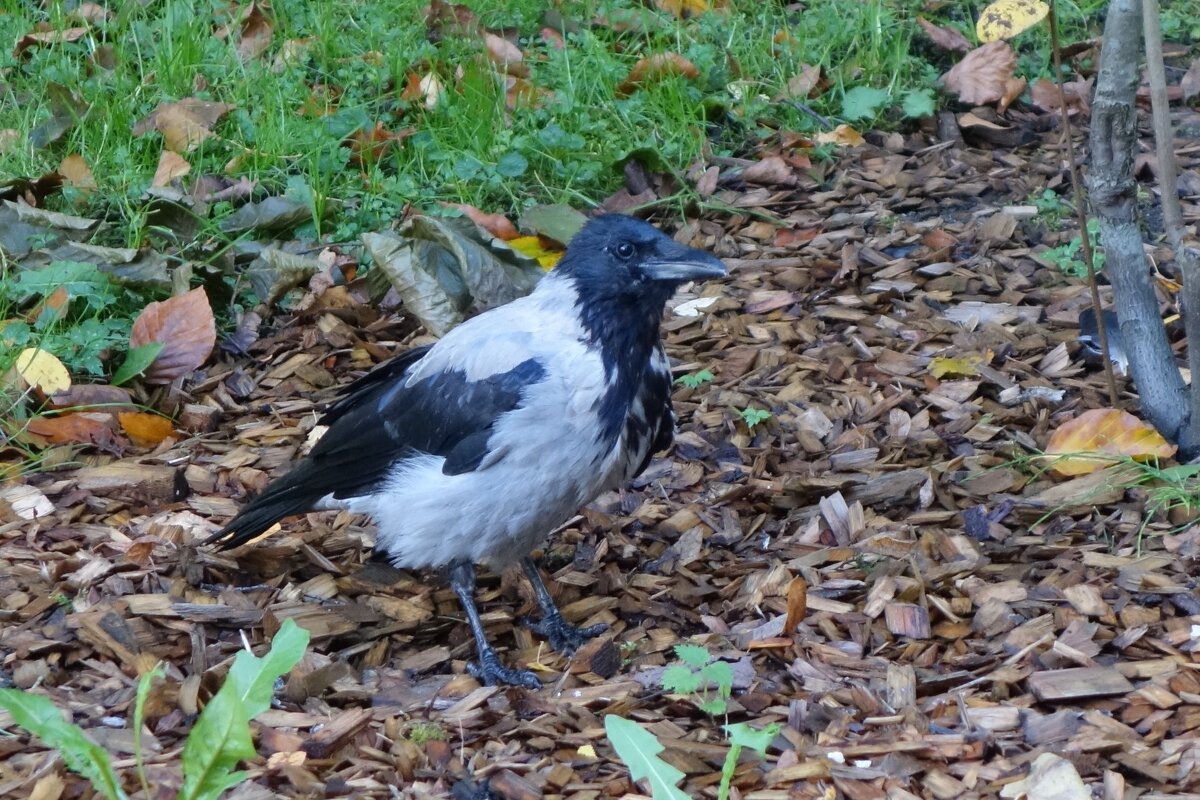 Ворона - Рита Симонова