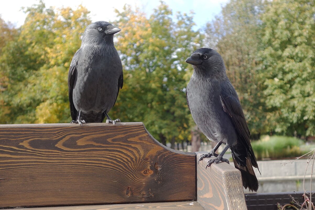 Галки в туристической зоне - Рита Симонова