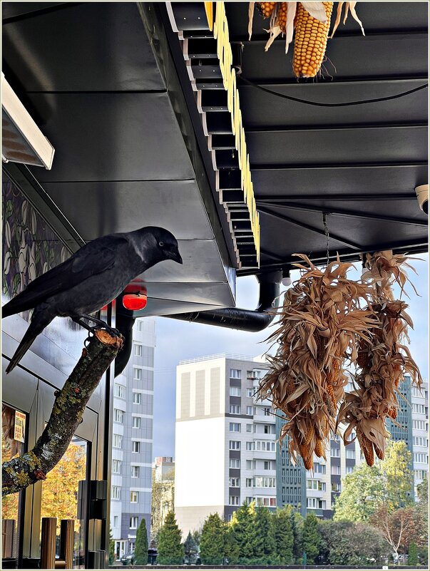 Галка у кафе. - Валерия Комова