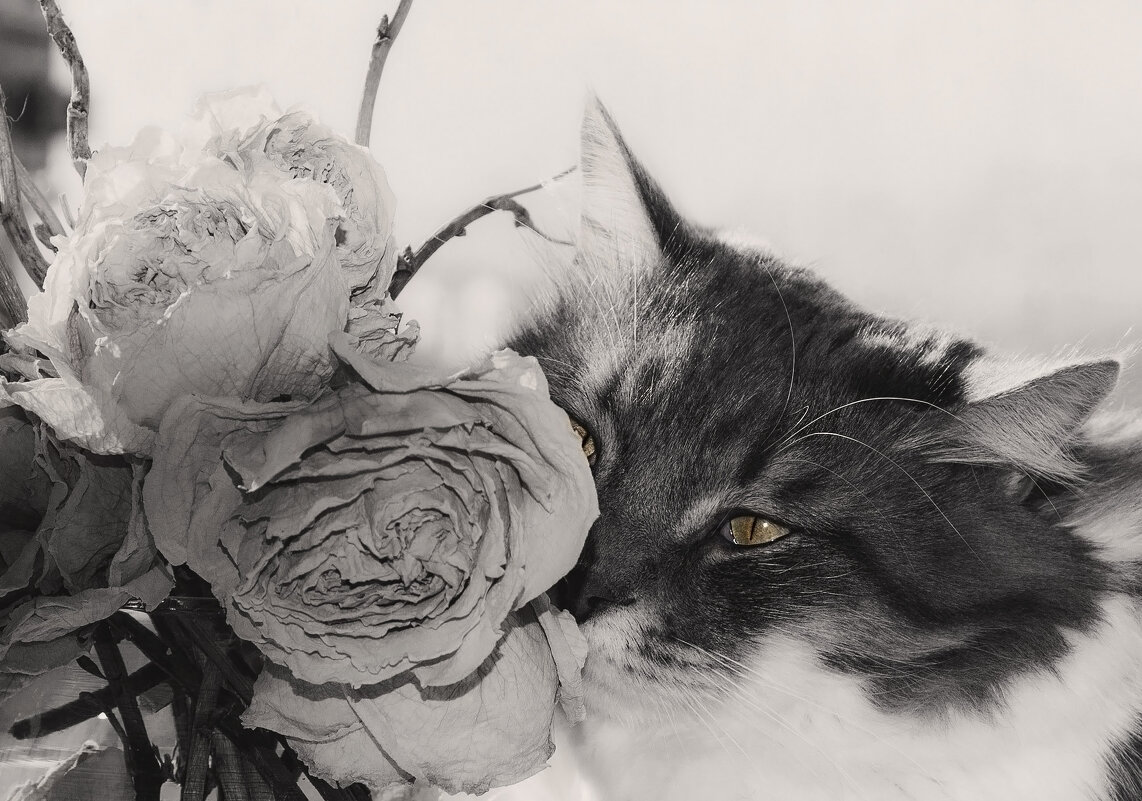 " Или я,в масштабах ваших, недостаточно красив,?" - LudMila 