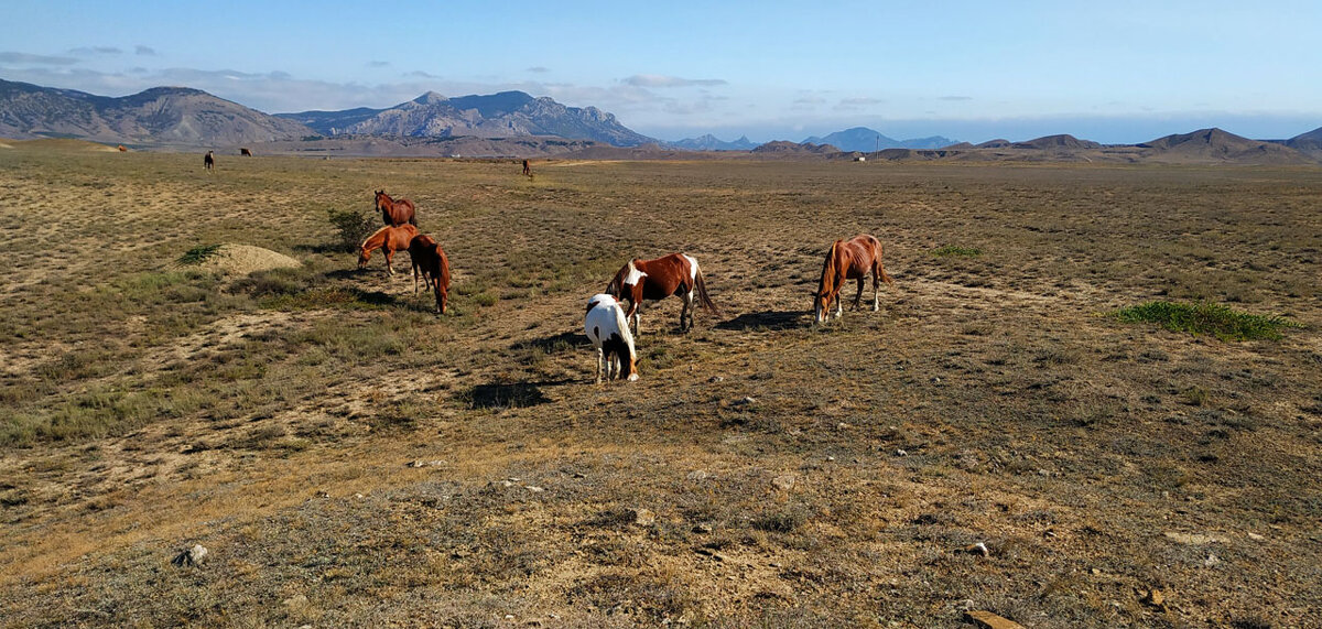 На Меганоме - Олег Денисов