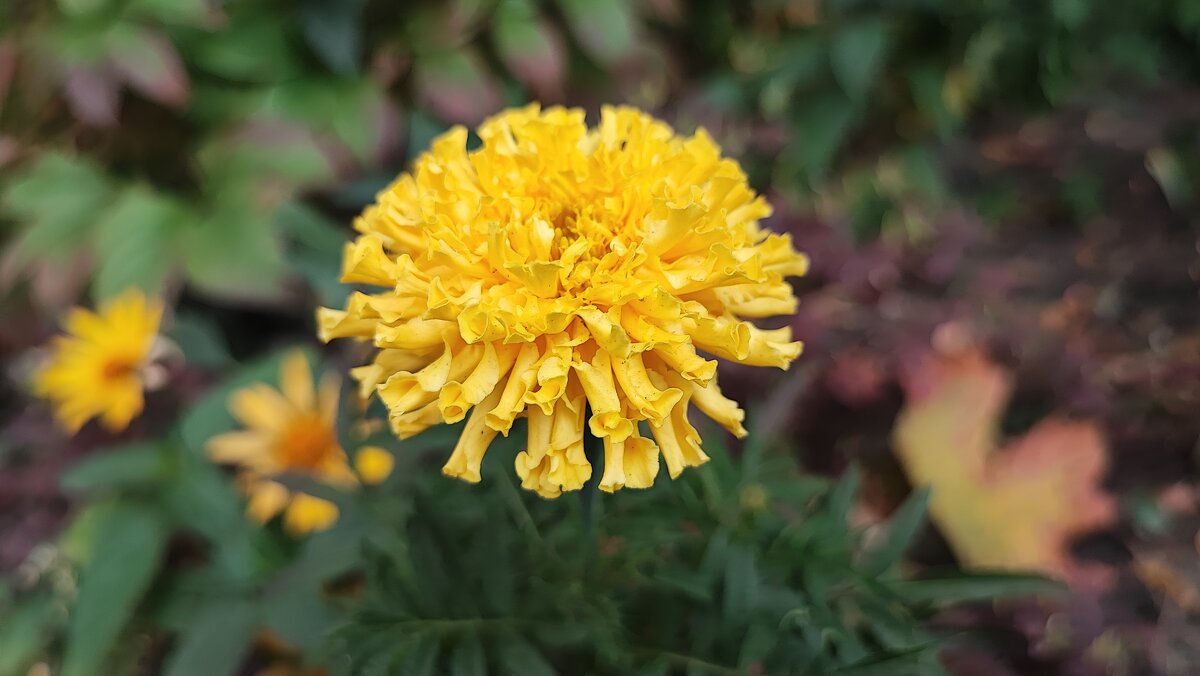 ,,, - Сергей Тимоновский